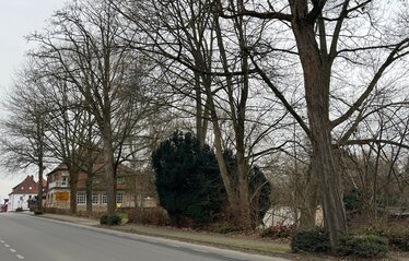 Baumentnahme Neue Straße