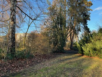 Baumentnahme Grundschule Wissengen