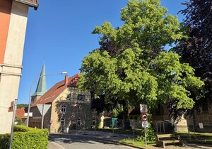 Winterlinde Kreuzung Große Straße/Bergstraße