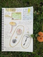 Einblick in ein Naturtagebuch