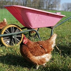 Foto 1 Eier aus Stockum