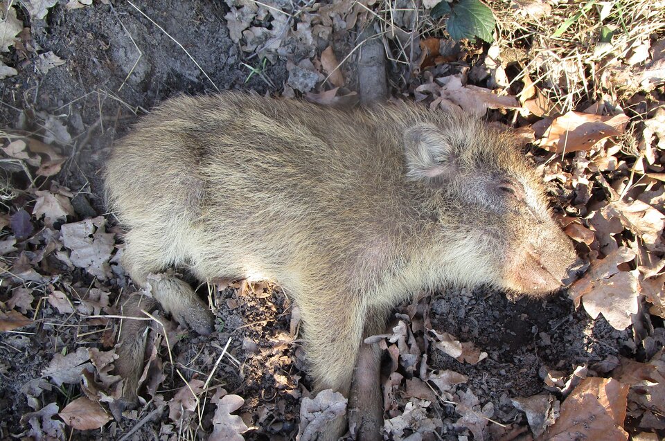 Afrikanische Schweinepest Afrikanische Schweinepest