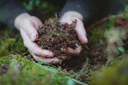 Hand schöpft Erde mit Moos
