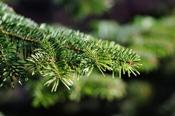 Tannenbaum