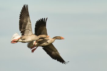greylag-goose-7858566_1920