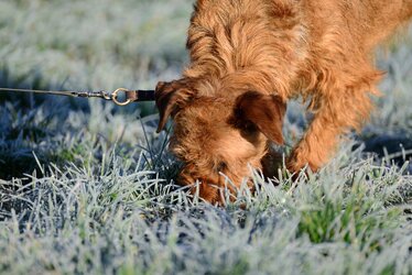 Symbolbild Hund an der Leine