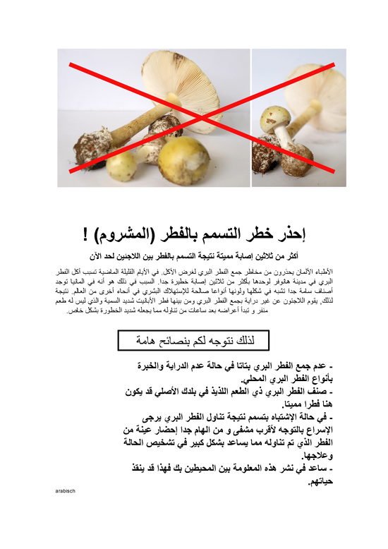Warnplakat Knollenblätterpilz arabisch