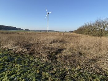 kompensation_brockmanns_weg