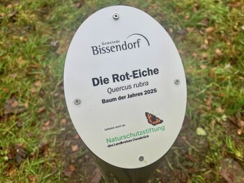 Pflanzung Baum des Jahres 2025