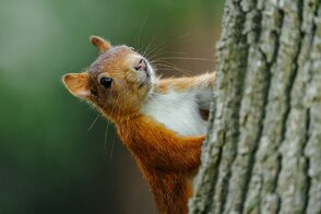 Eichhörnchen (Jannes Bludau)